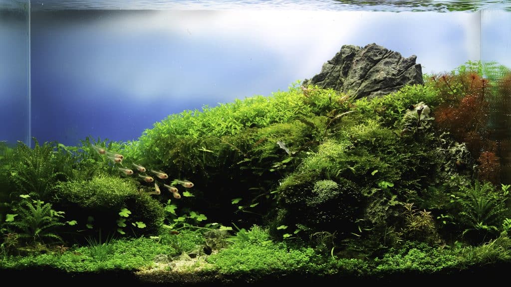 Java Moss Care: Tank, Planting, and Propagation - Aquarium Friend